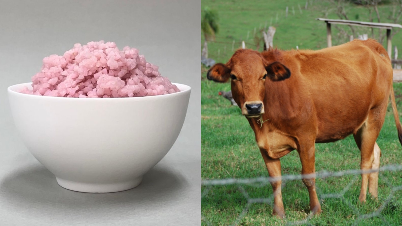 Cientistas desenvolvem novo substituto para carne vermelha: o ‘arroz bovino’