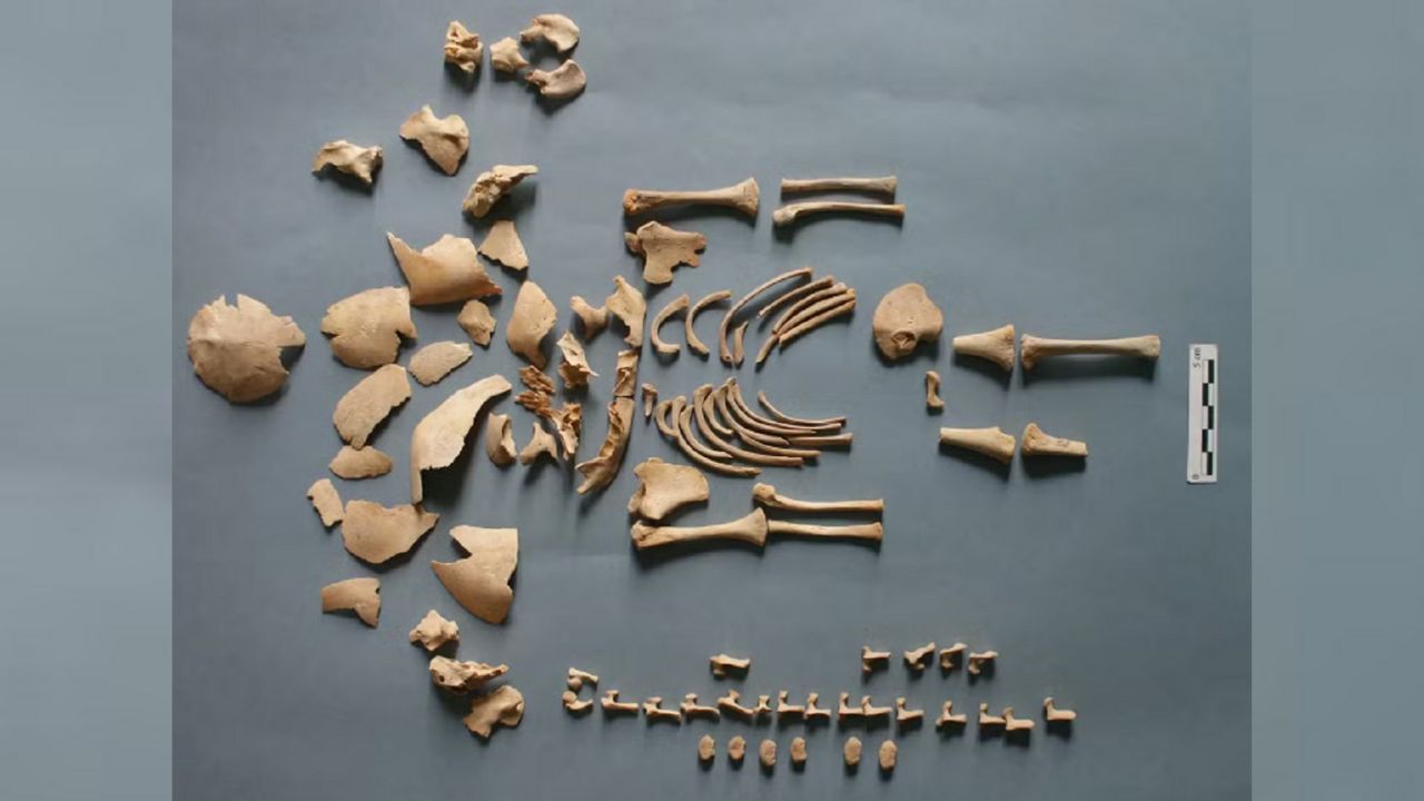 Bebês com Síndrome de Down que viveram há 5 mil anos são encontrados na Europa