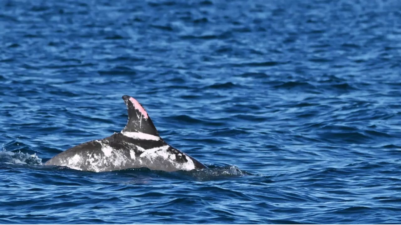 Golfinho raríssimo com mutação genética é avistado na Austrália