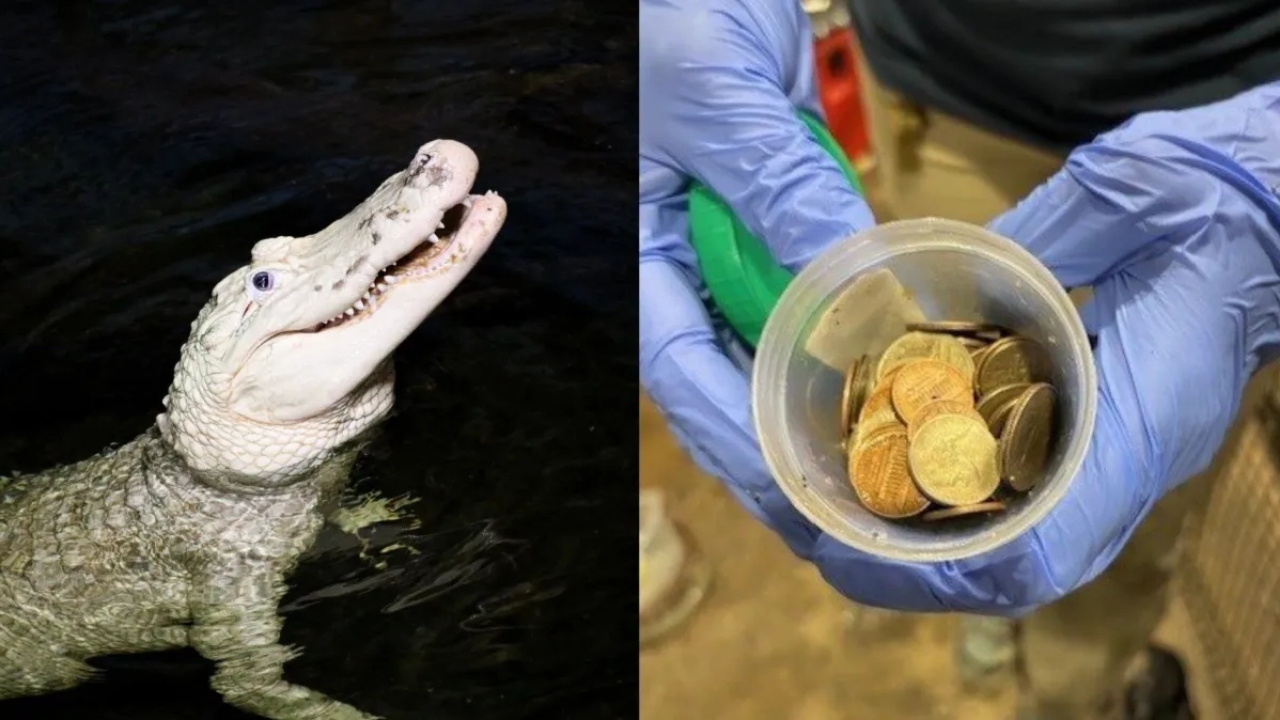 Nos EUA, zoológico retira 70 moedas do estômago de raro jacaré