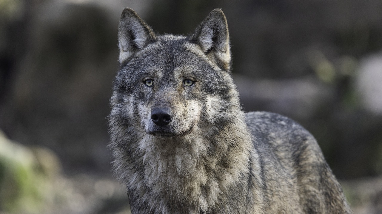 Lobos de Chernobyl desenvolveram mutação que os torna resistentes ao câncer
