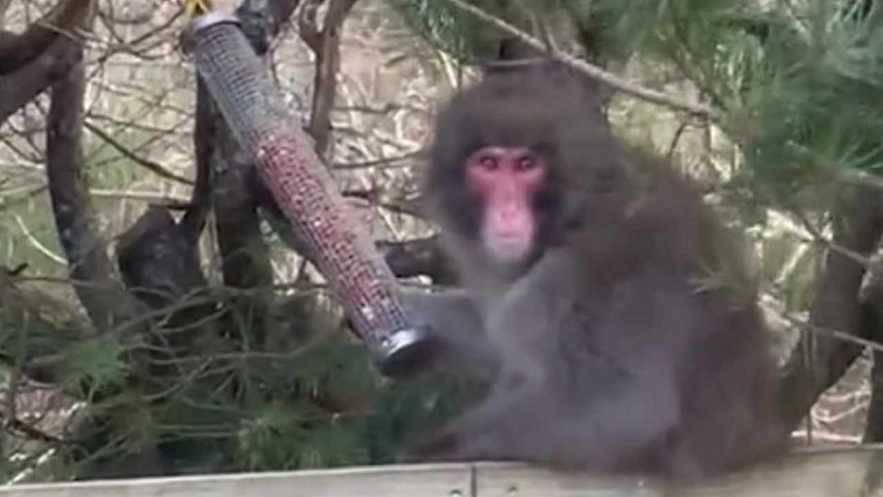 Macaco-japonês fugitivo é encontrado em jardim comendo amendoim