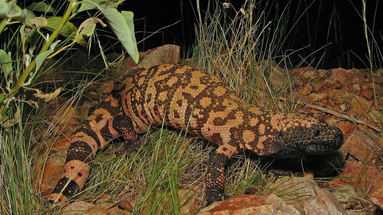 Estados Unidos: Homem falece depois de ser mordido por lagarto de estimação