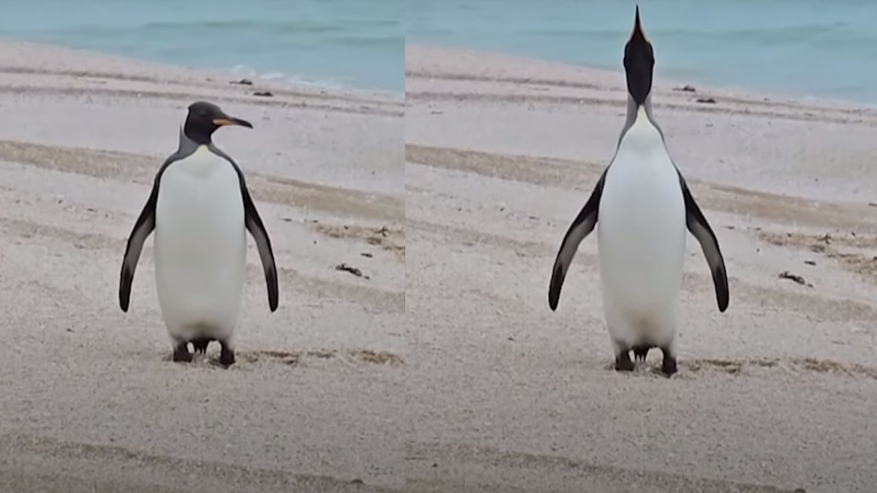 Nadou milhares de quilômetros: Pinguim é encontrado em praia da Austrália