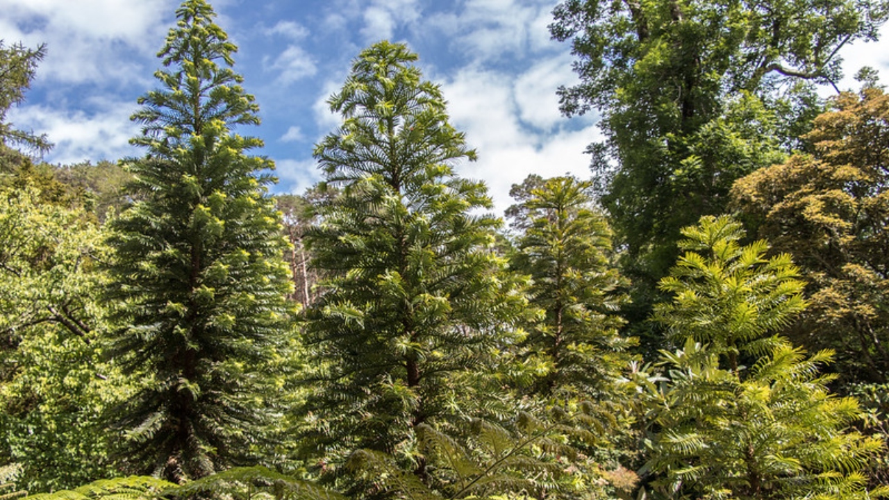 Cientistas iniciam projeto multigeracional para salvar árvore ‘fóssil viva’ da extinção
