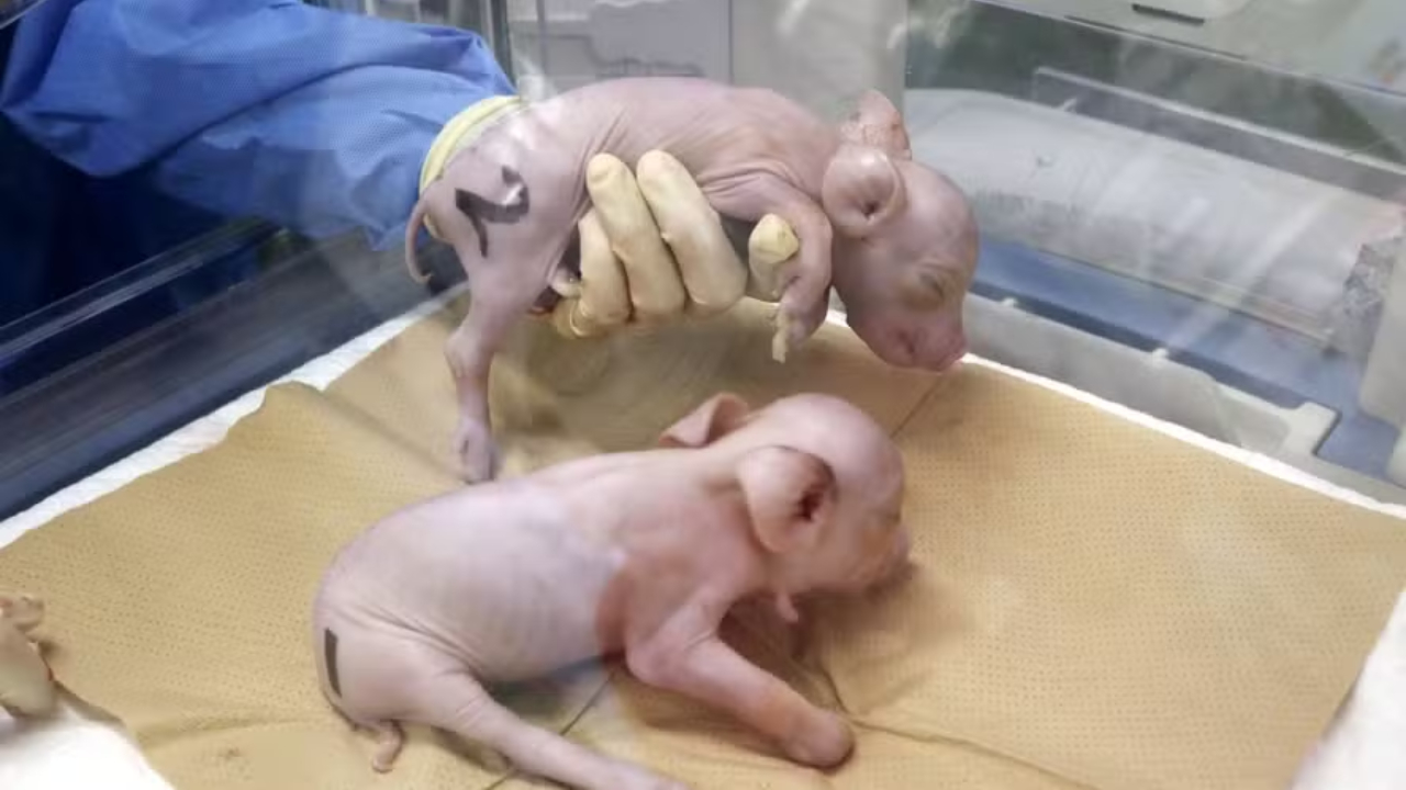 Startup japonesa clona leitões para transplante de órgãos em humanos