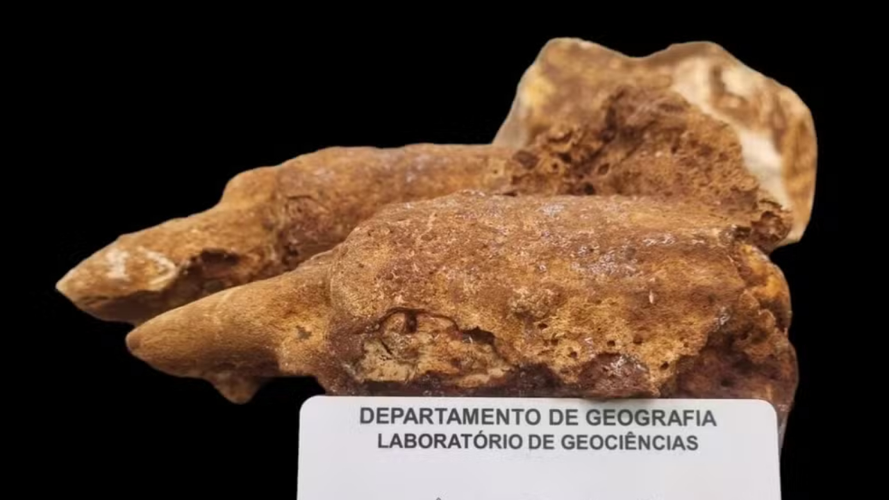 Fósseis de preguiça-gigante são encontrados no interior de MG