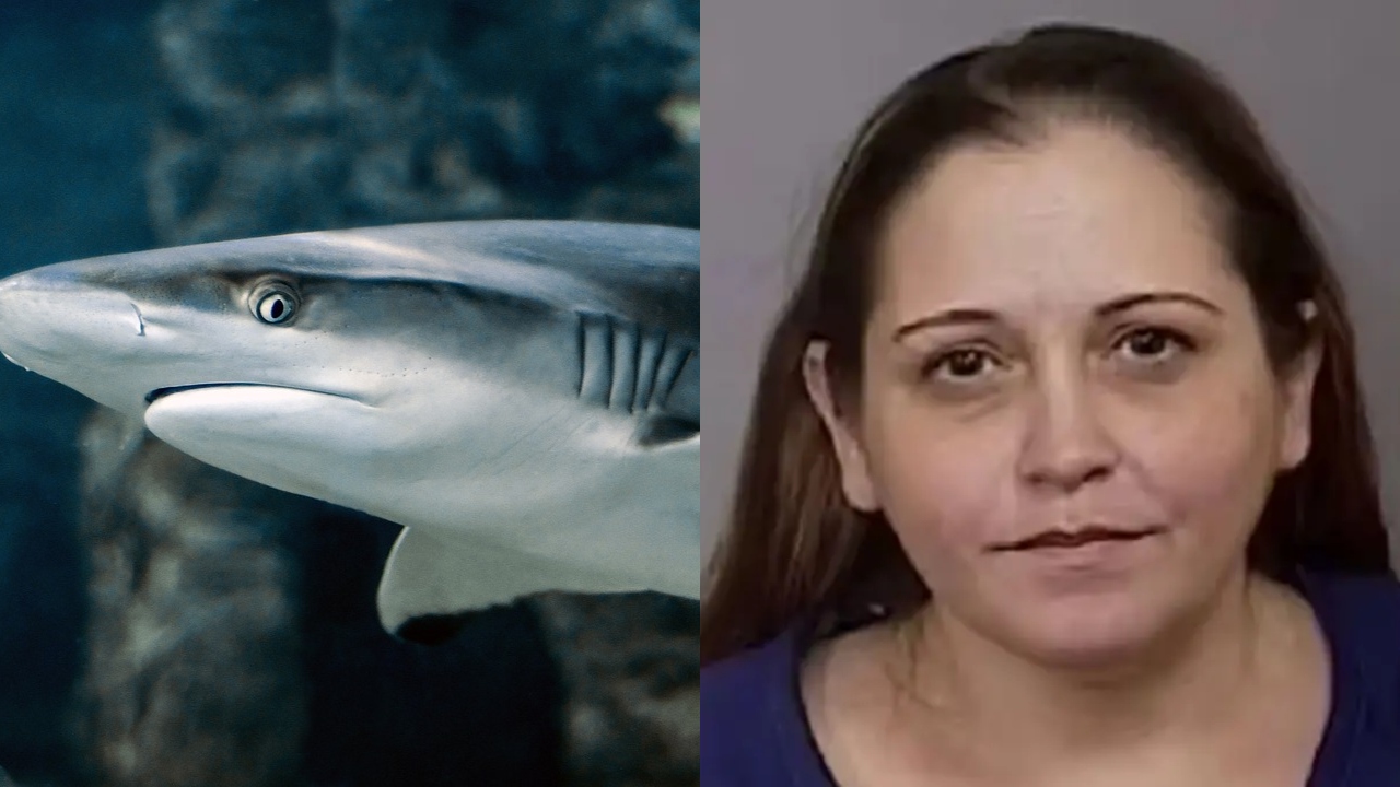Professora de biologia é presa nos EUA por roubar U$ 300 mil de pesquisa de tubarões