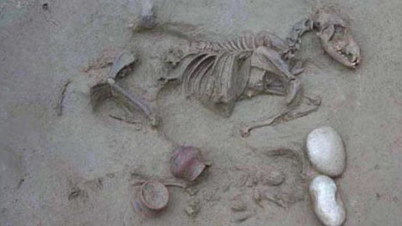 Na Itália, enterros de humanos com animais da era pré-romana são encontrados