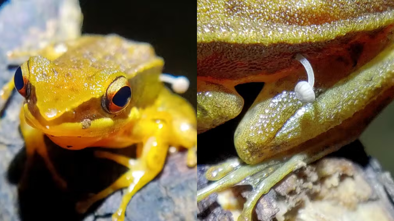 Sapo hospedando cogumelo é encontrado na Índia e intriga cientistas