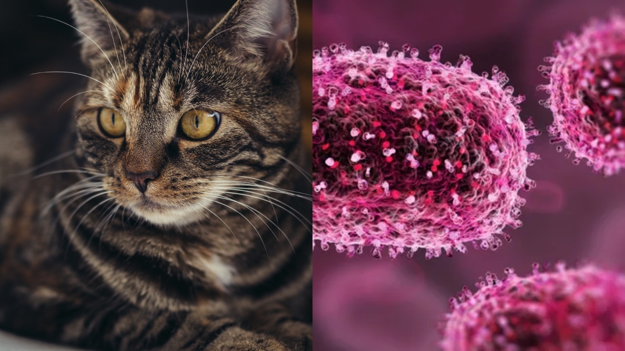 Alasca: Primeiro caso fatal de varíola pode estar relacionado a gato de rua
