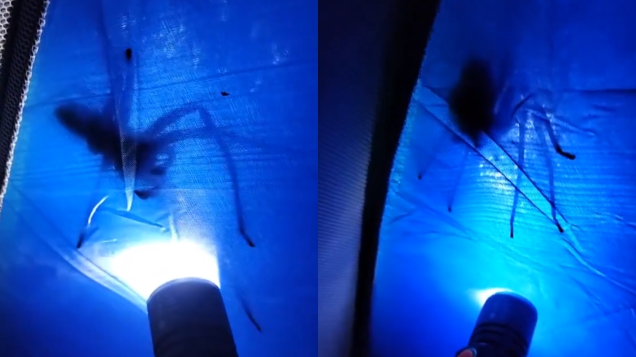 Aranha-armadeira, que salta até 40 cm, é avistada em barraca de acampamento