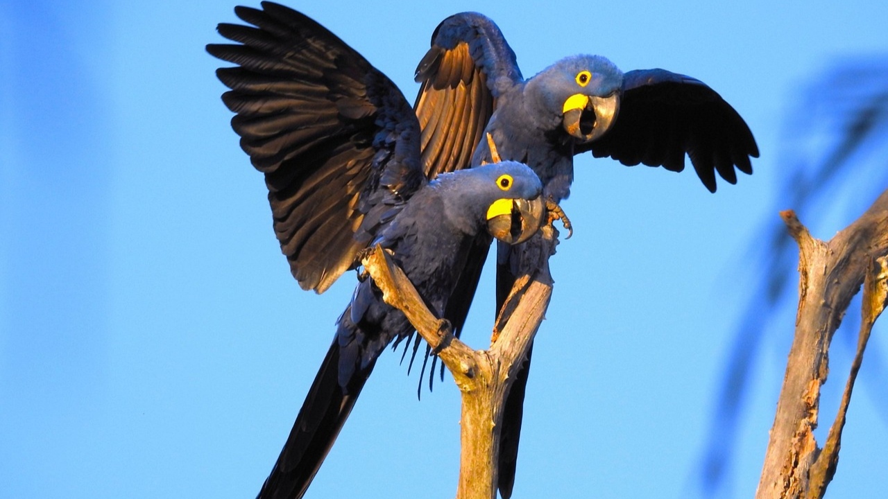 Em São Paulo, filhote de arara-azul que está ameaçada de extinção nasce em zoo