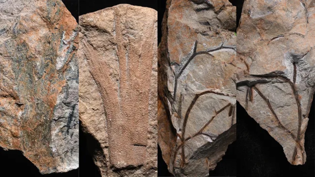 Mais antiga da Terra: Floresta fossilizada de 390 milhões de anos é encontrada