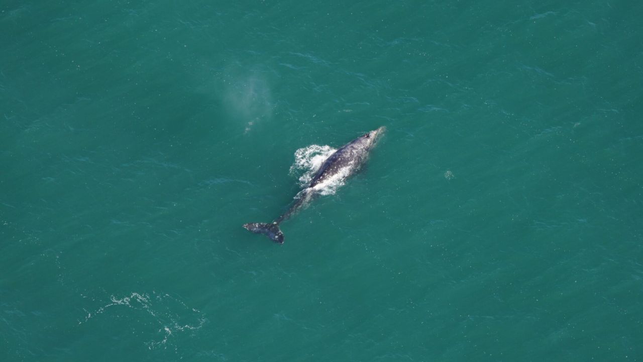 Após 200 anos, baleia-cinzenta é avistada no Oceano Atlântico