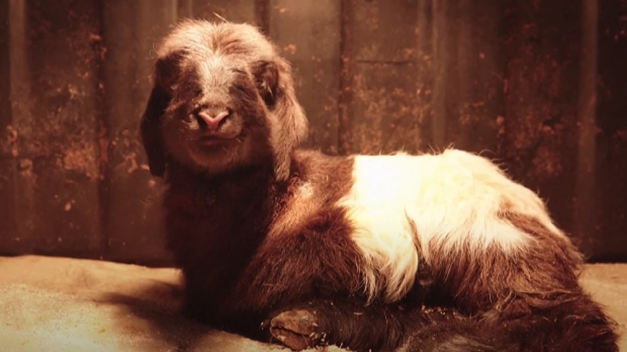 Cabras tibetanas são clonadas na China com mesma técnica da ovelha Dolly