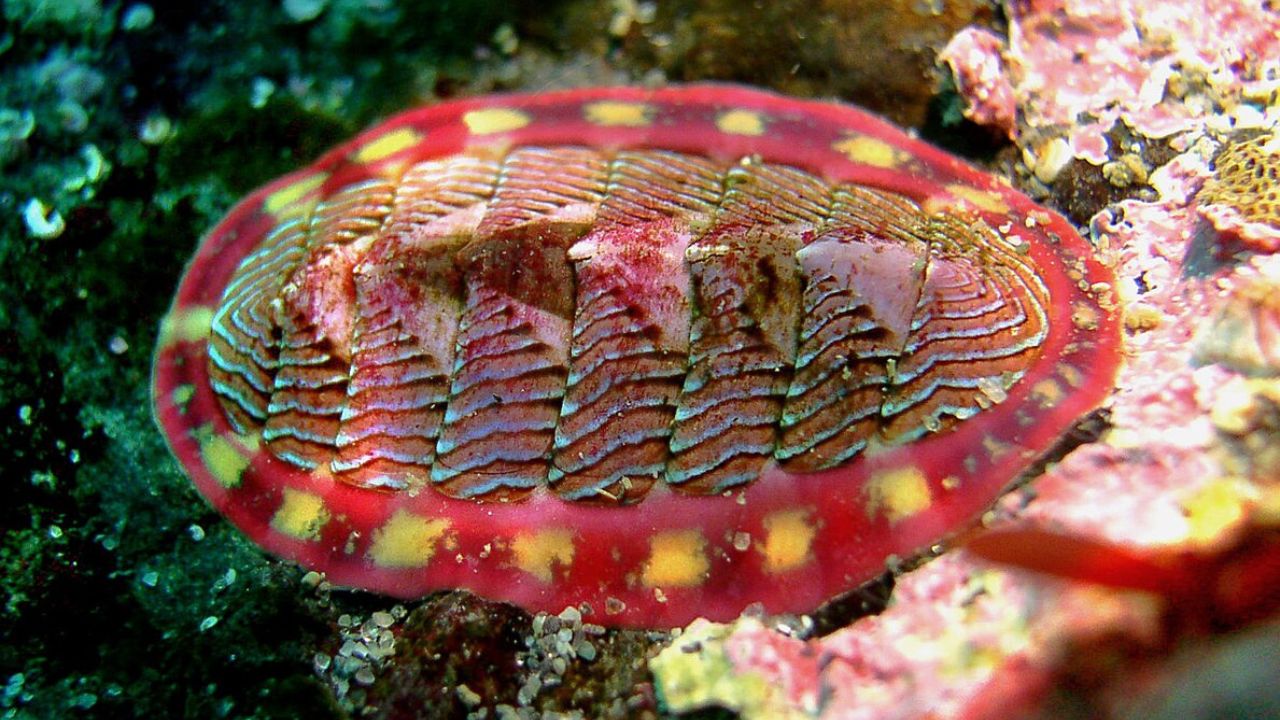 Cientistas desvendam mistério de bizarra criatura marinha que é coberta de olhos