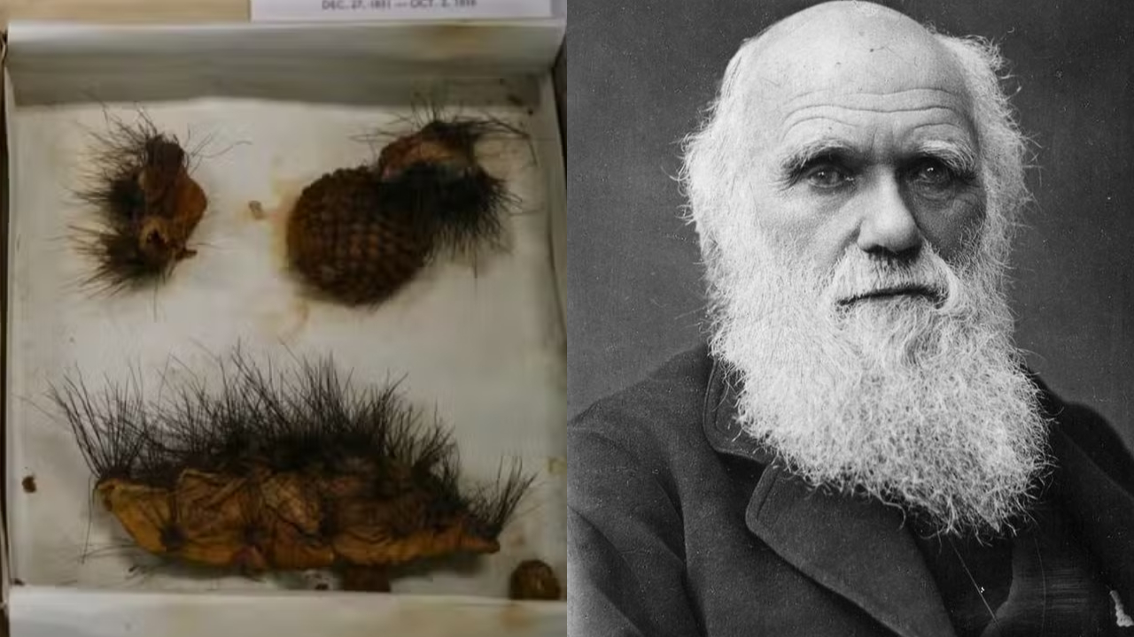Universidade de Cambridge revela plantas coletadas há quase 200 anos por Darwin