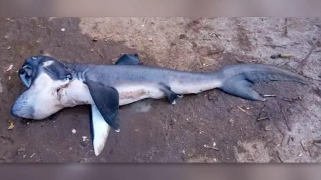 Tubarão de espécie rara é capturado no Zanzibar e vendido a US$ 17