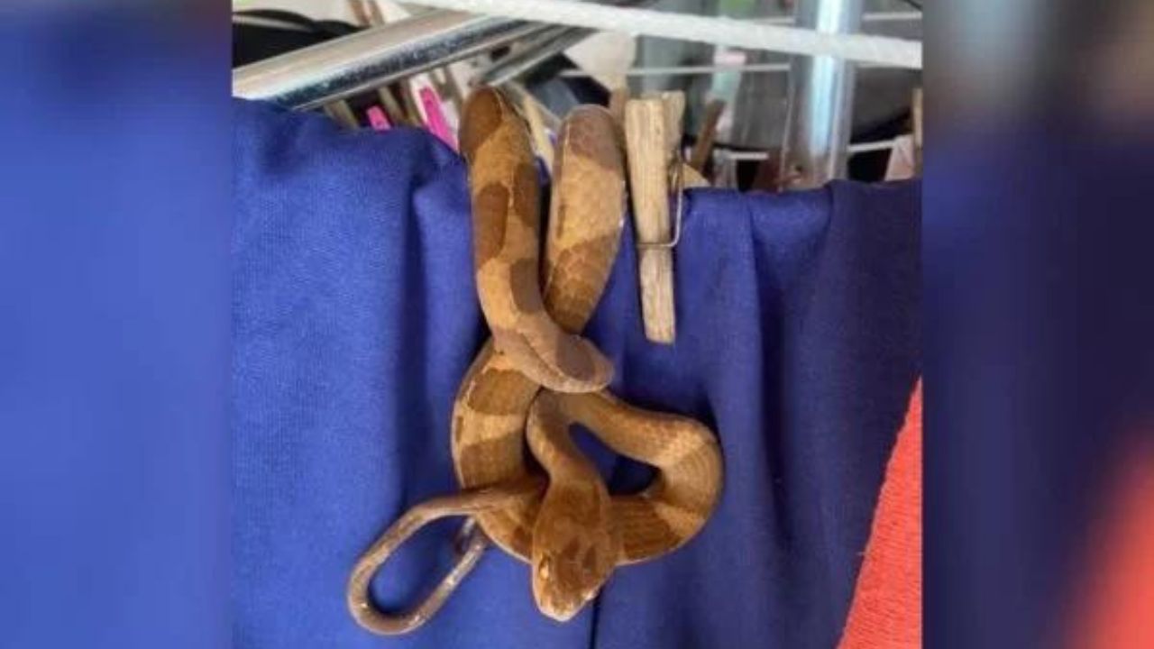 Susto: mulher é surpreendida por cobra em varal ao recolher roupas