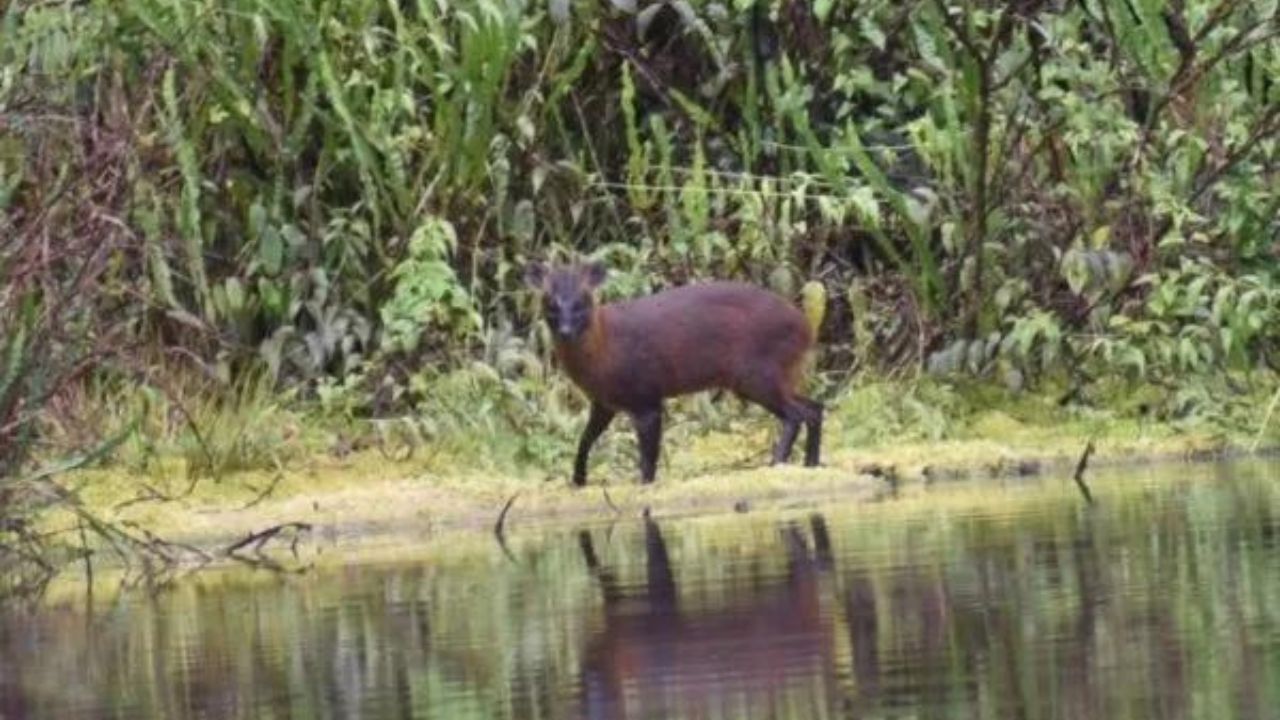 Nova espécie de mamífero é encontrada por pesquisadores no Peru