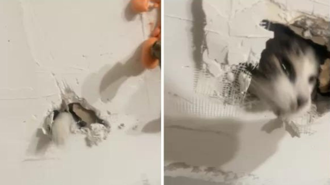 Mulher encontra gato de estimação dentro de parede em seu apartamento