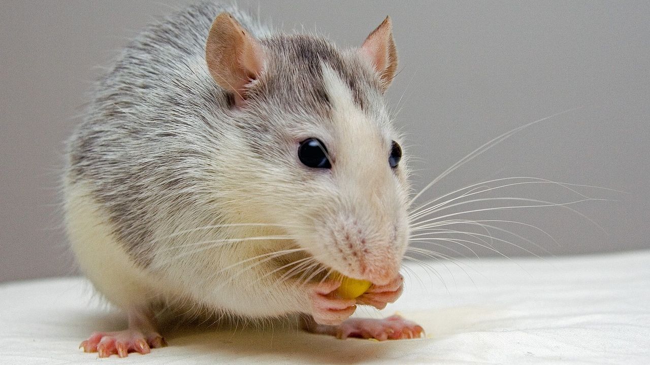 Ratos estão comendo maconha em delegacia de Nova Orleans, diz superintendente