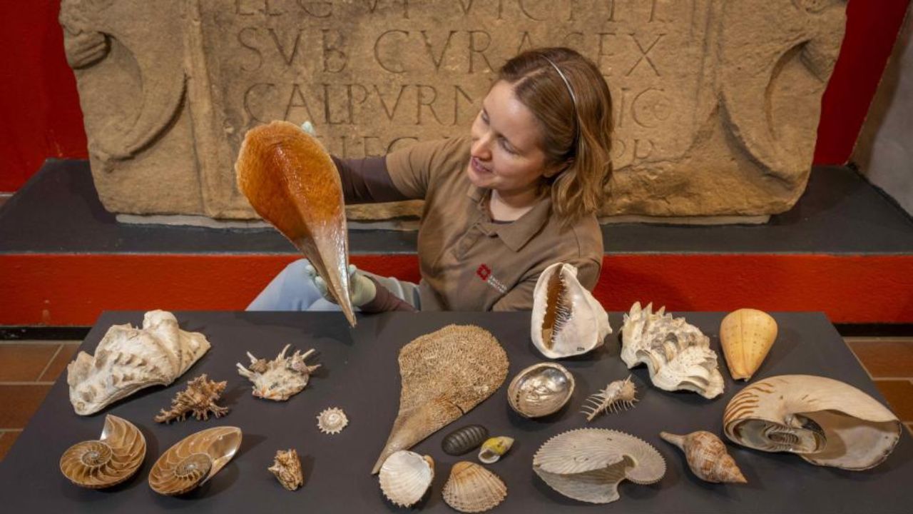 Perdida por mais de 40 anos, coleção de conchas do século 18 é encontrada