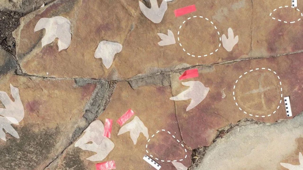 Pegadas de dinossauros e petróglifos são encontrados na Paraíba