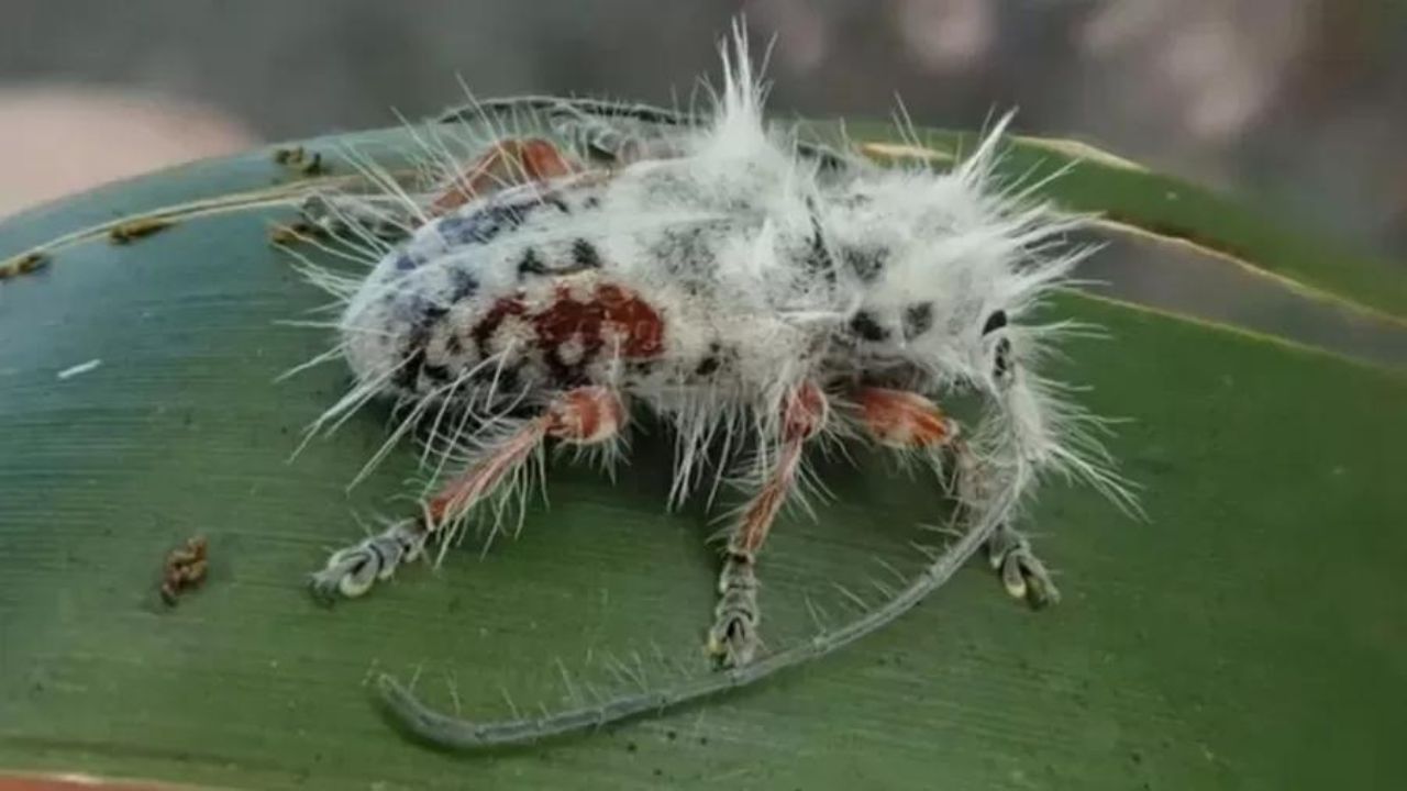 Pesquisador descobre nova espécie de besouro ao observar ‘fezes de pássaro’