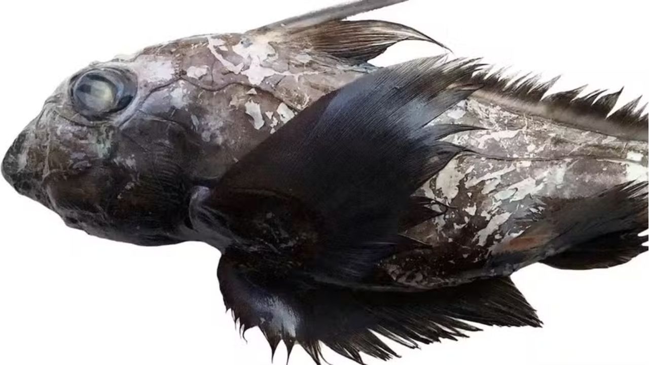 ‘Tubarão fantasma’: nova espécie com grandes olhos e focinho achatado é descoberta na Tailândia