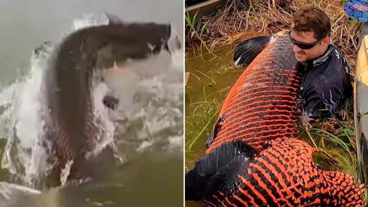 Pescador captura pirarucu gigante em distrito de Porto Velho