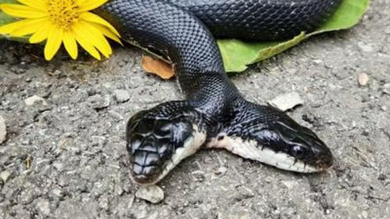Cobra com duas cabeças é submetida a cirurgia nos EUA