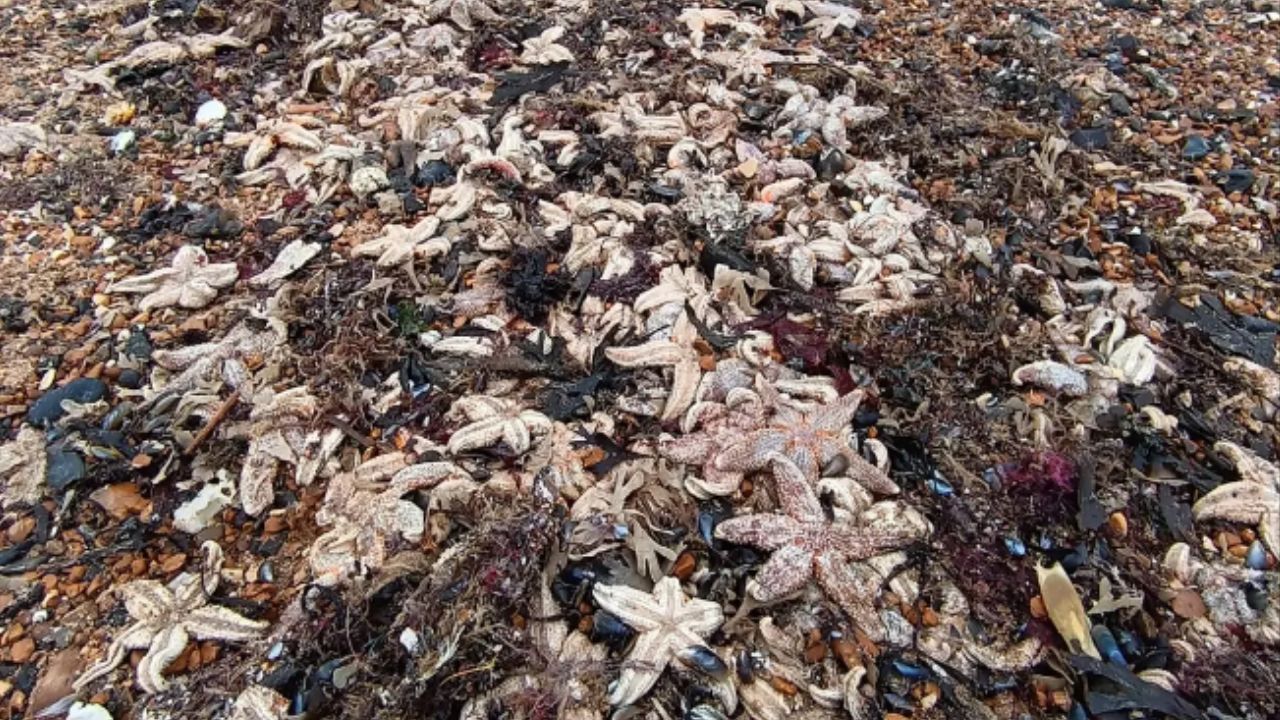 Centenas de estrelas-do-mar aparecem mortas em praias do Reino Unido