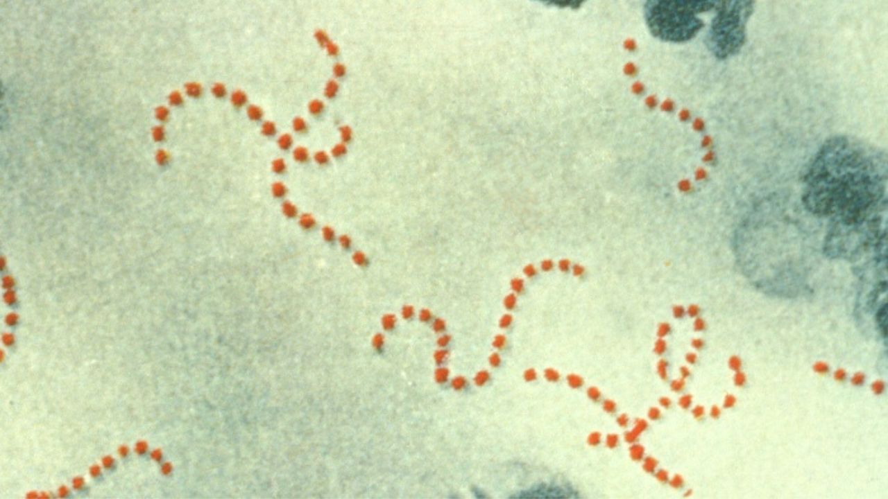 Infecções por estreptococos atingem recorde preocupante no Japão