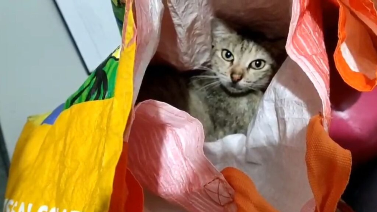 Mulher tenta usar gata para contrabandear objetos em prisão e acaba presa
