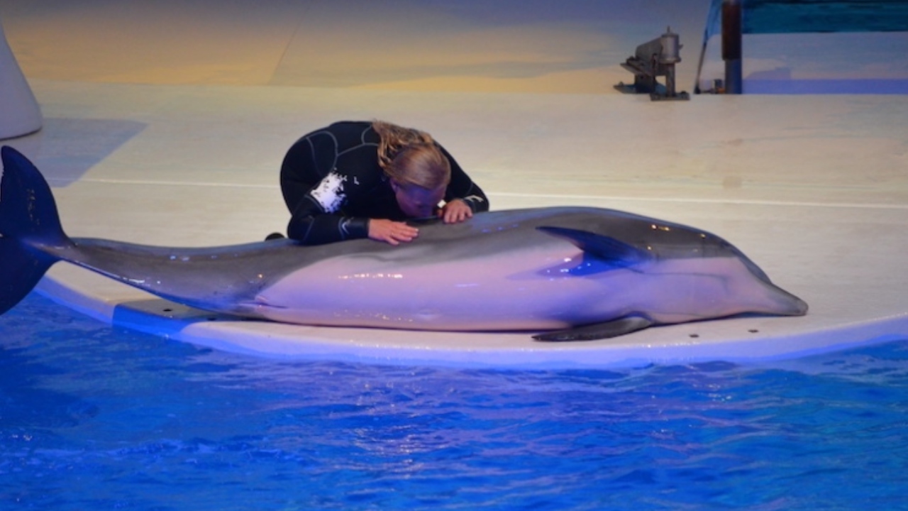 Golfinho engasga em alga artificial e morre em zoológico na Suécia