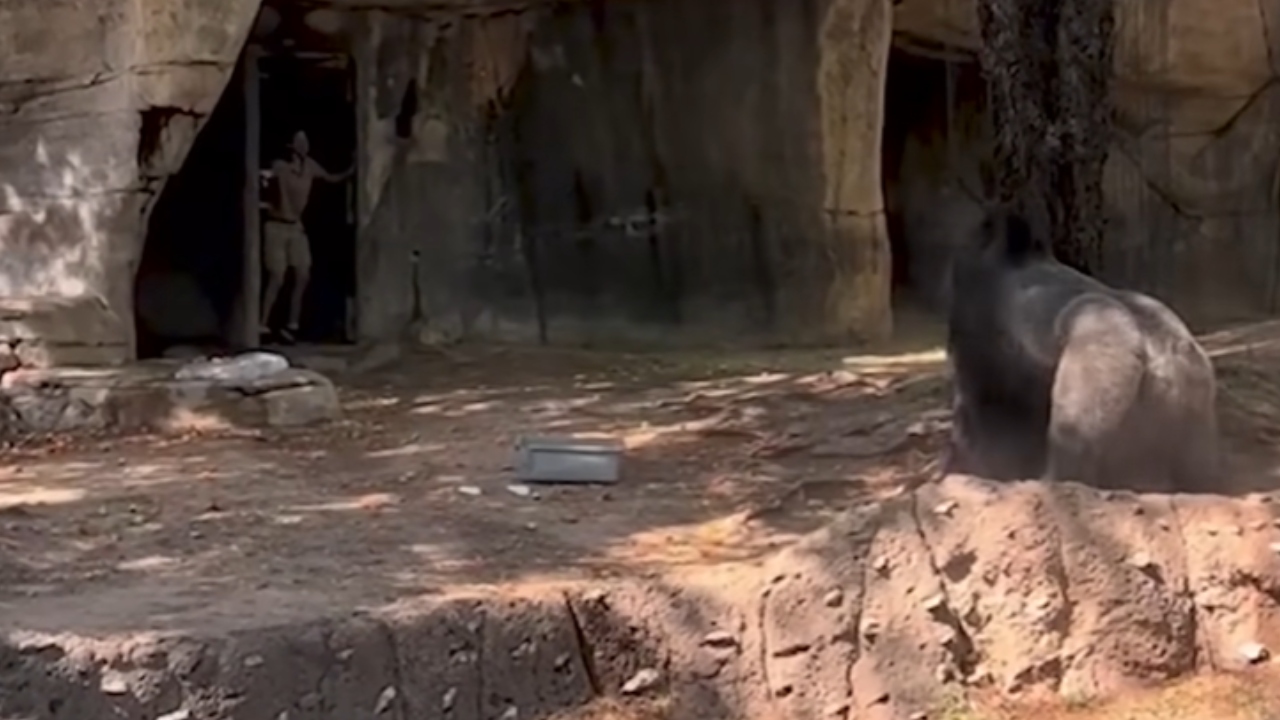 EUA: Gorila persegue funcionários em zoológico e vídeo viraliza