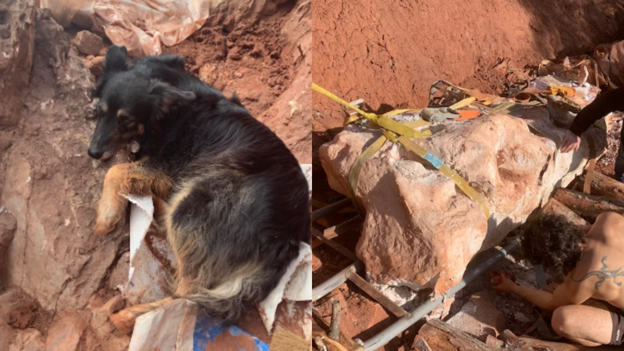 Durante passeio com cachorro, francês encontra fóssil de titanossauro