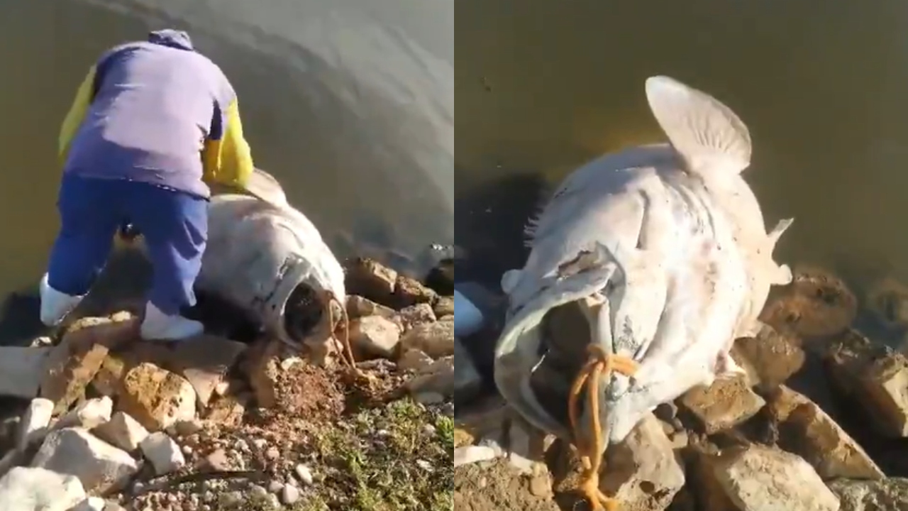 Peixe de quase 200 quilos é encontrado morto em canal de fazenda de camarão