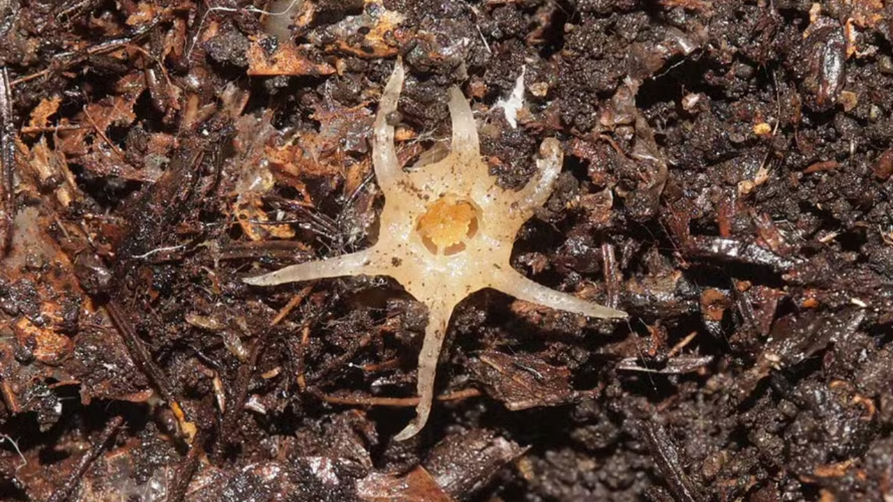 Planta inédita que não faz fotossíntese é descoberta no Japão