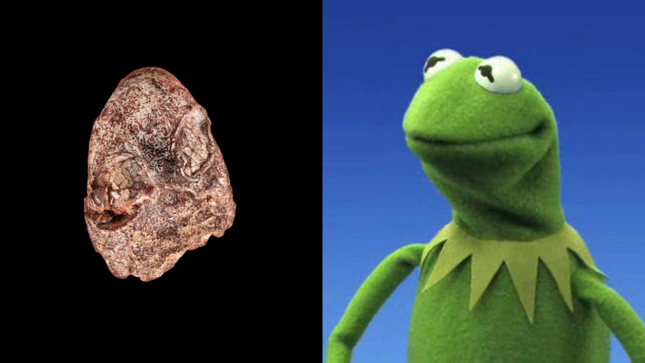Sapo de 270 milhões de anos é nomeado em homenagem a Kermit, dos Muppets