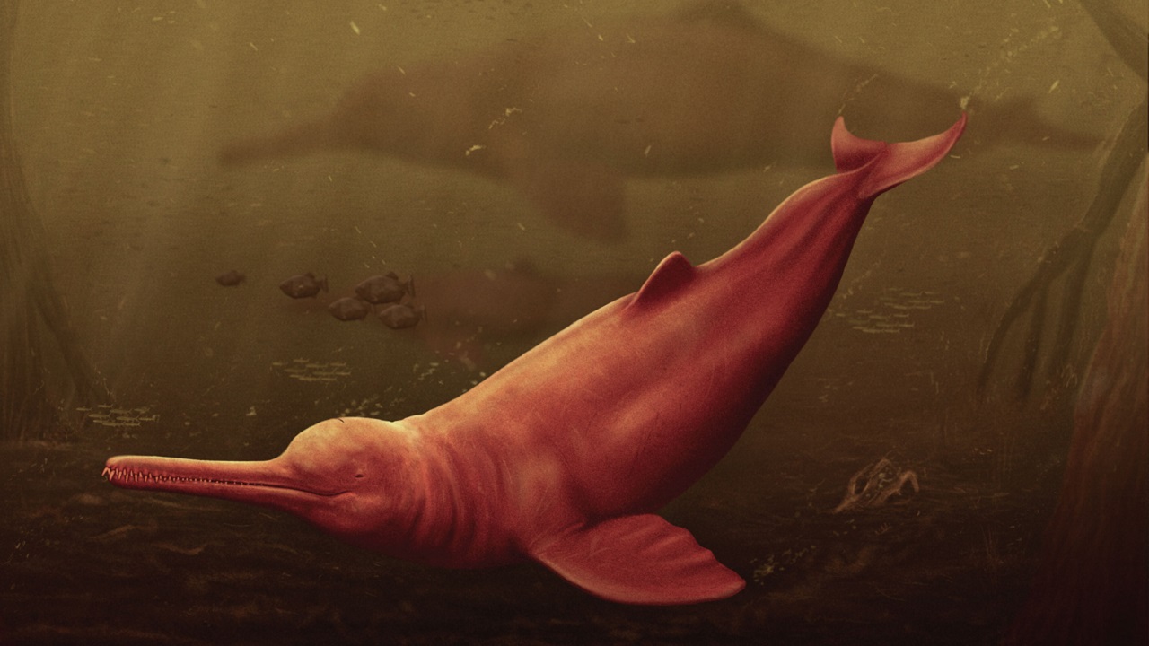 Crânio fossilizado do maior golfinho do mundo é encontrado na Amazônia