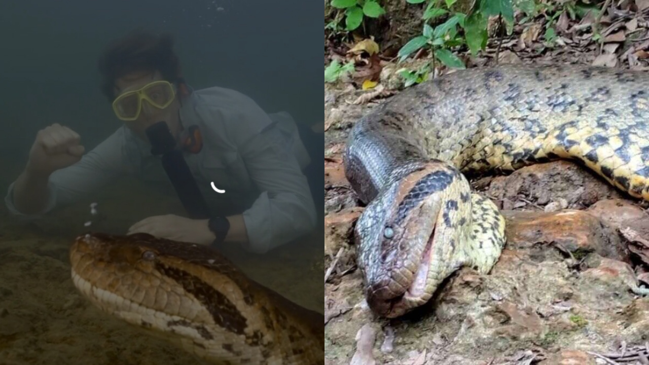 Sucuri gigante encontrada morta no MS não tinha perfuração, alega delegado
