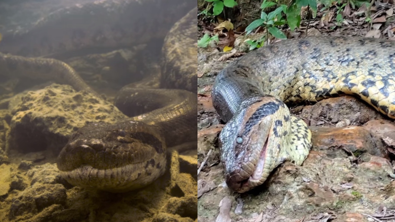 Famosa, sucuri gigante é encontrada morta no MS
