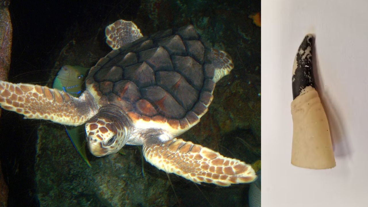 Pesquisadores encontram centenas de objetos de plástico em estômagos de tartarugas