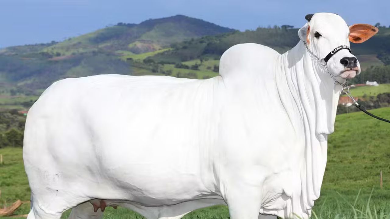 Vaca de Goiás entra no Guinness Book como a mais cara do mundo