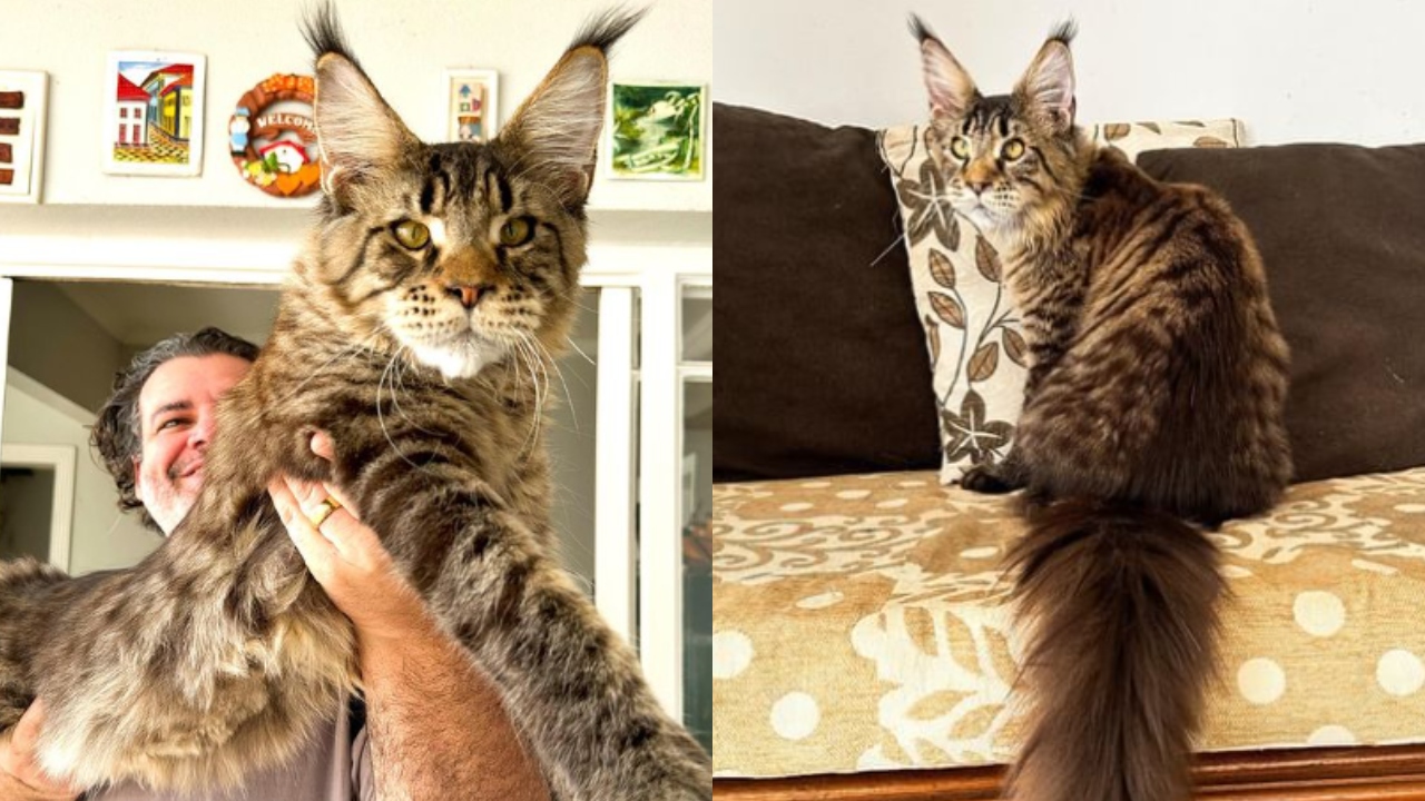 Gato brasileiro de 1,30 metro concorre a título de maior do mundo