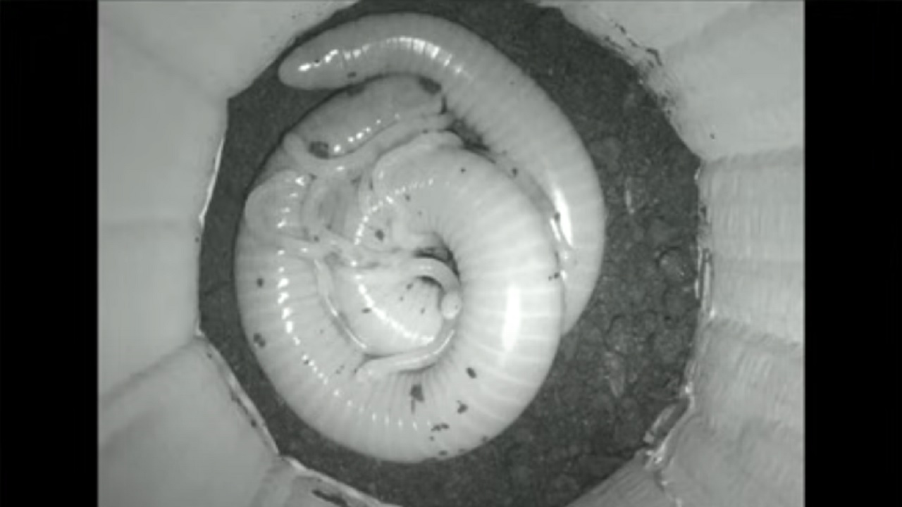 Estudo brasileiro descobre cobra-cega que amamenta e tem filhote ‘chorão’