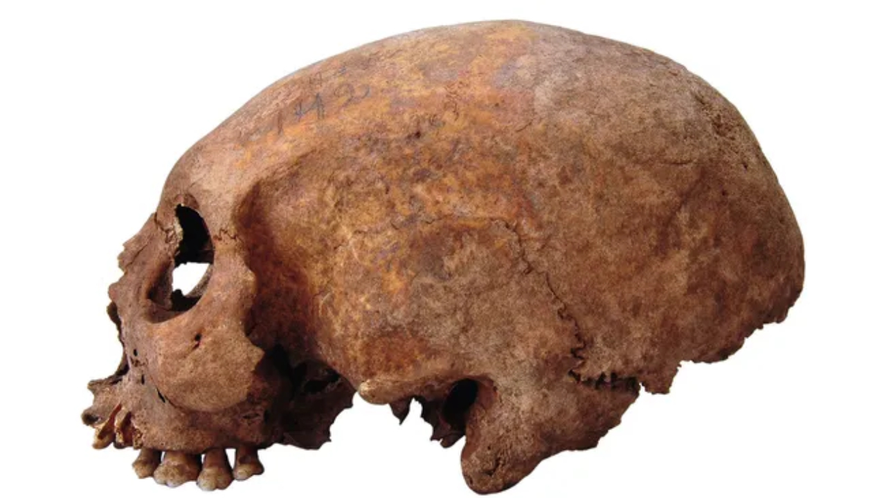 Mulheres vikings de crânio alongado sugerem antigos contatos no Mar Negro